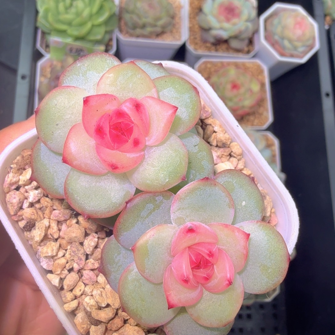 千予双头一物一拍