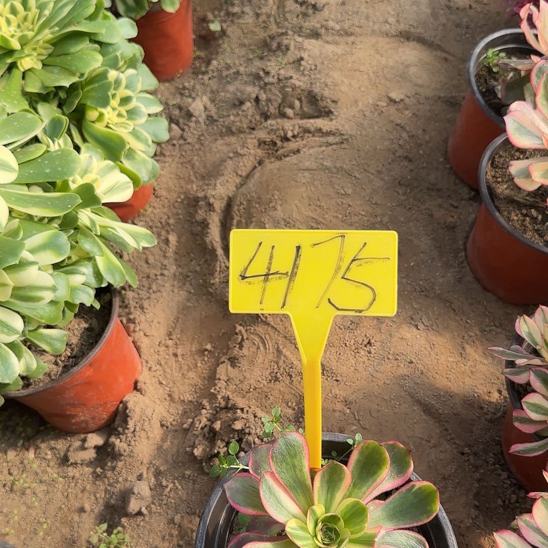 小***虫4175--红魔女的多头多肉