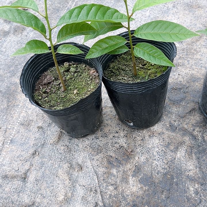 石*哥1235678889999