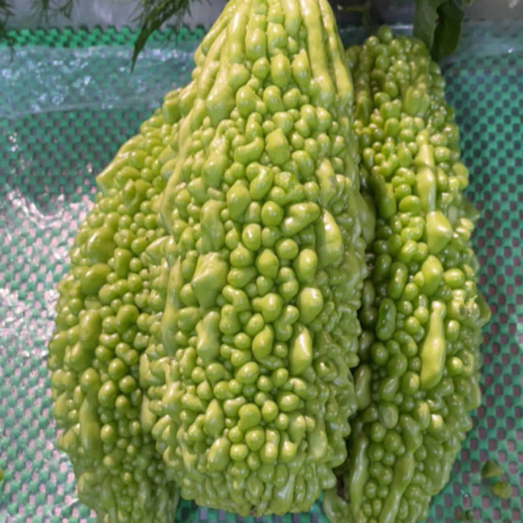 每日新鲜苦瓜500g苦瓜