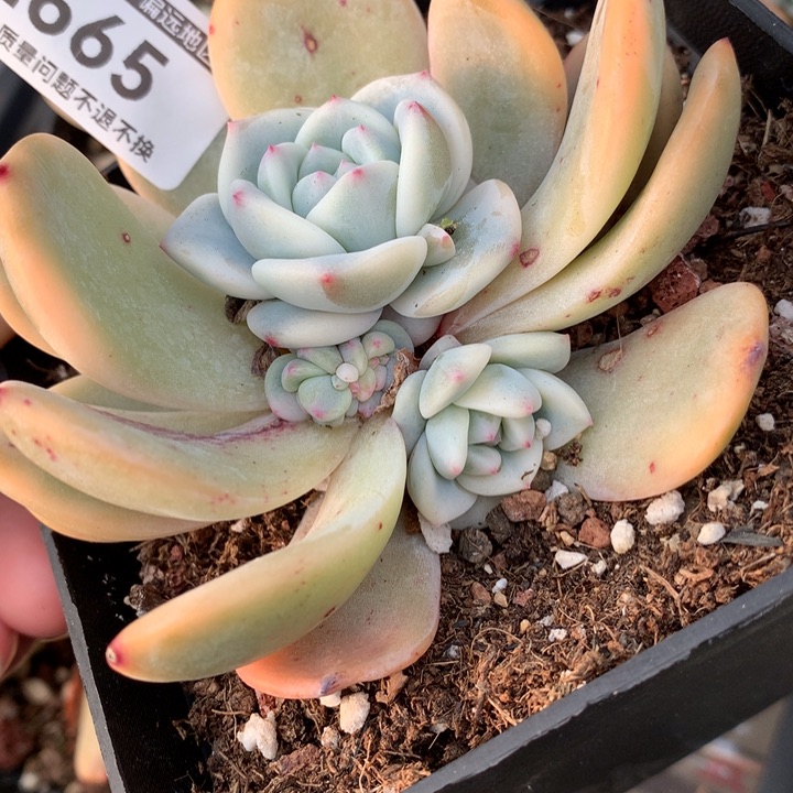 星影锦多肉植物的