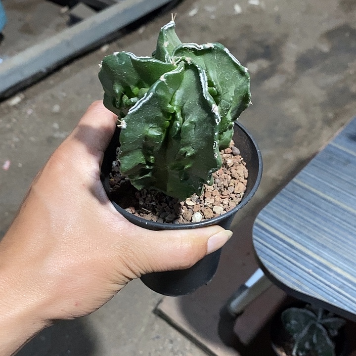 小***宝核桃实生带盆发货