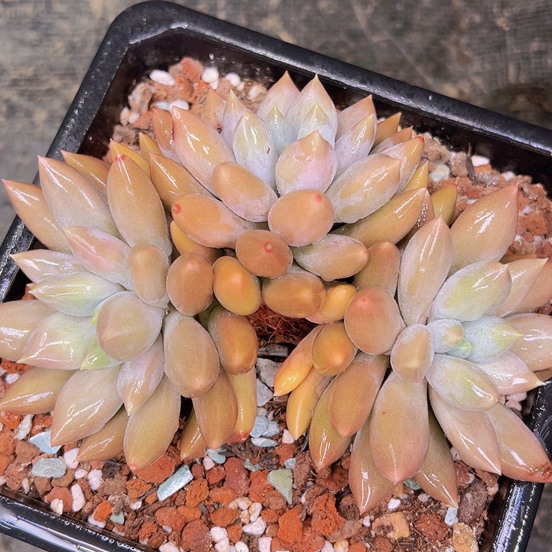 1111111111111111111哥特不错