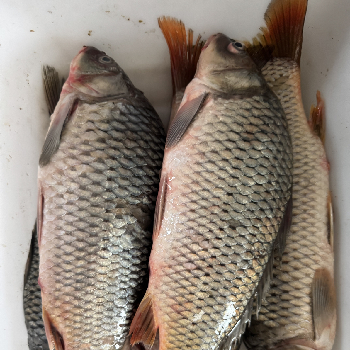 兴凯湖淡水野生鲤鱼