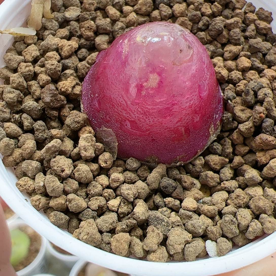 【闪购商品】290 灯泡