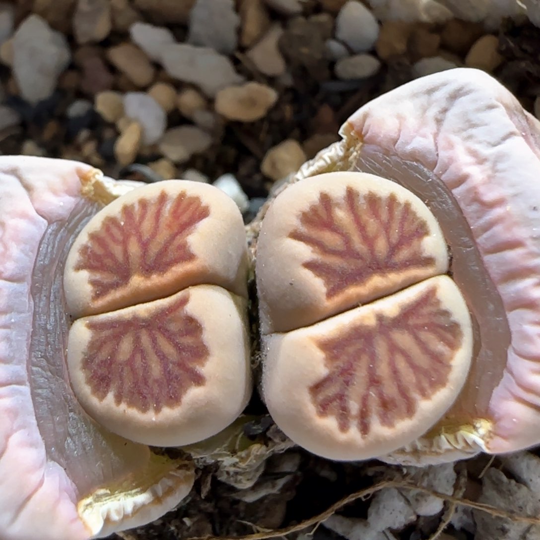 3.7。菊化石。 5013