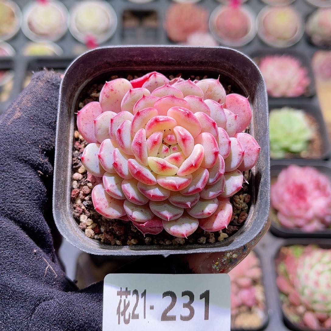花利美21-231哈尼