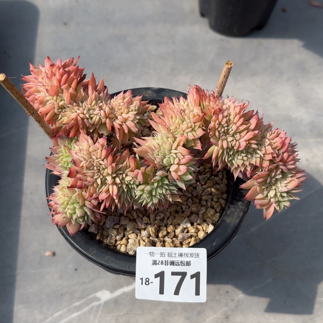 三色堇缀化多肉多肉