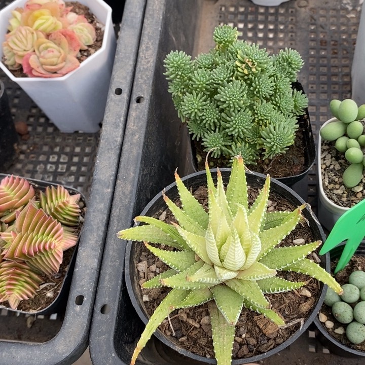 伯克利和格蕾纳等著名音乐