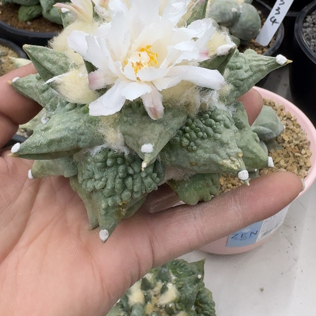 自根怒涛牡丹仙人球