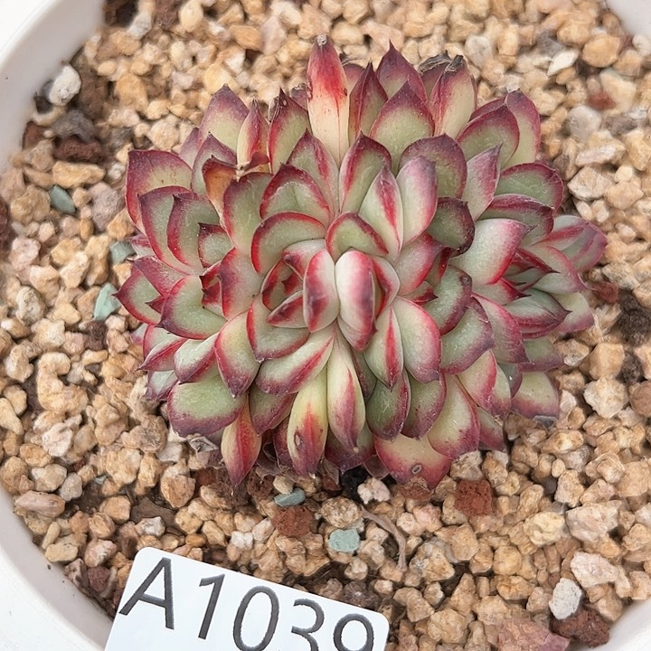 幸运的是我的朋友们都