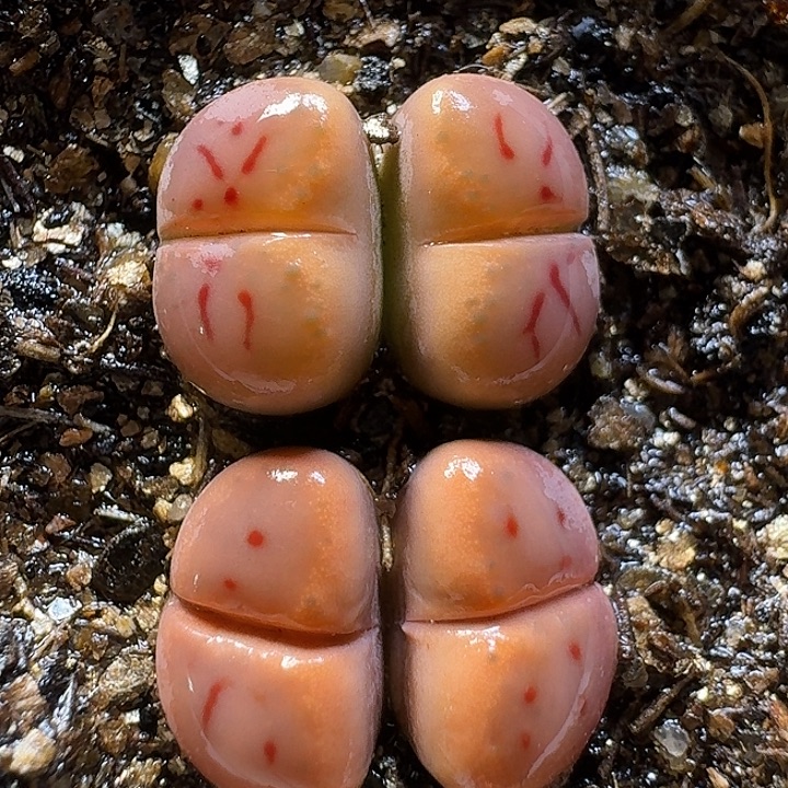 生石花111111。  258