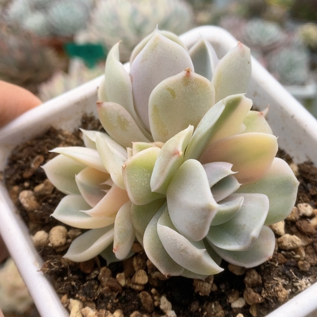 188玉兔锦锦锦锦锦锦