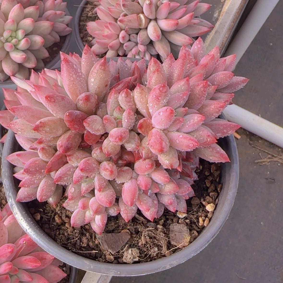 【闪购商品】群生车厘子