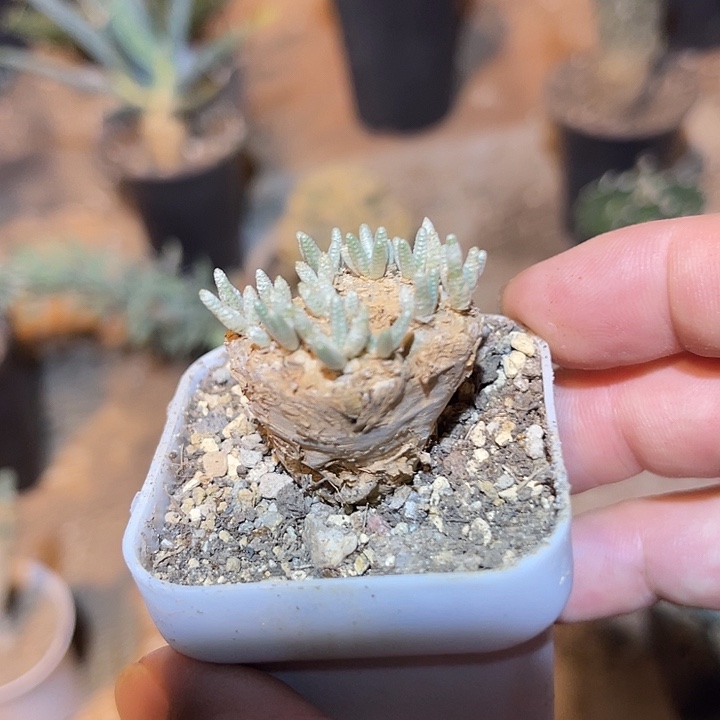 无花朵产地老家红花韧锦