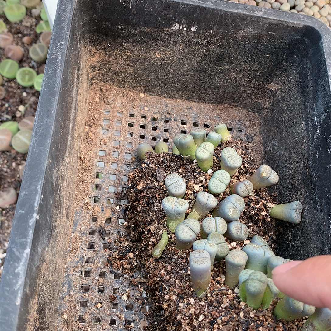 芸**扬W04多肉植物保护