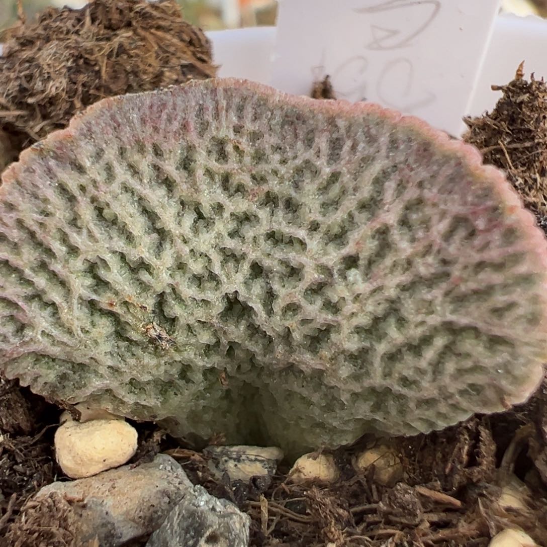 福利款和路雪大苗母叶有点干皮