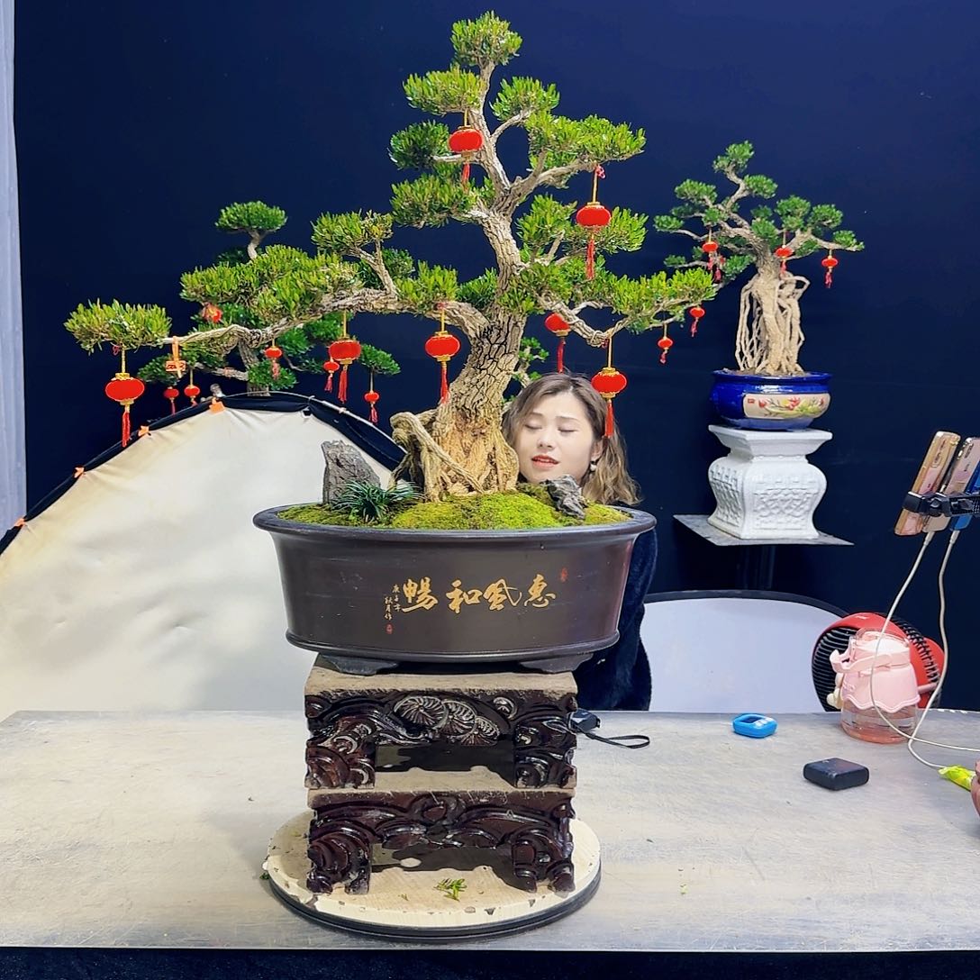 高端黄杨盆景艺术