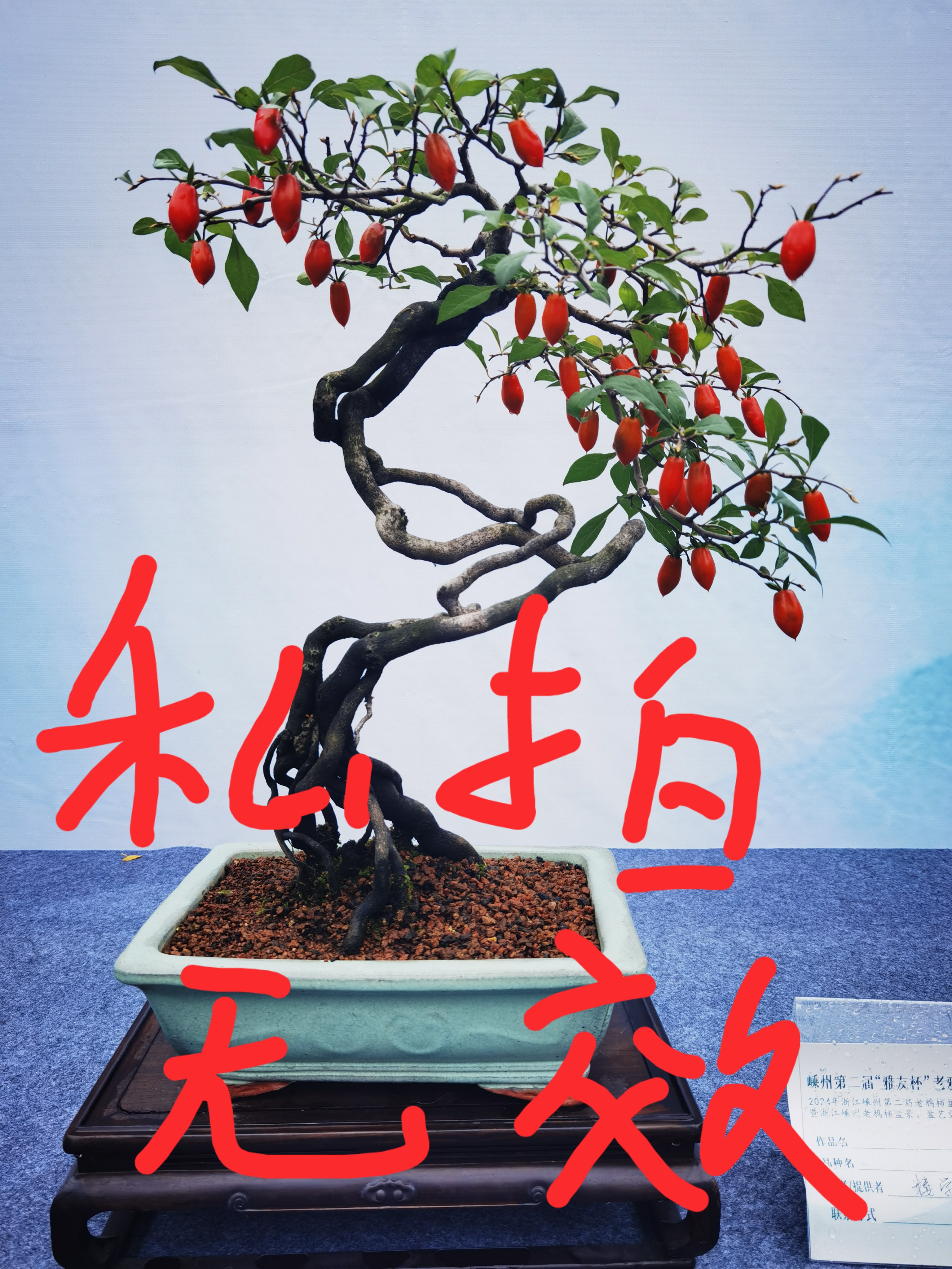 花卉绿植老鸦柿盆景素材