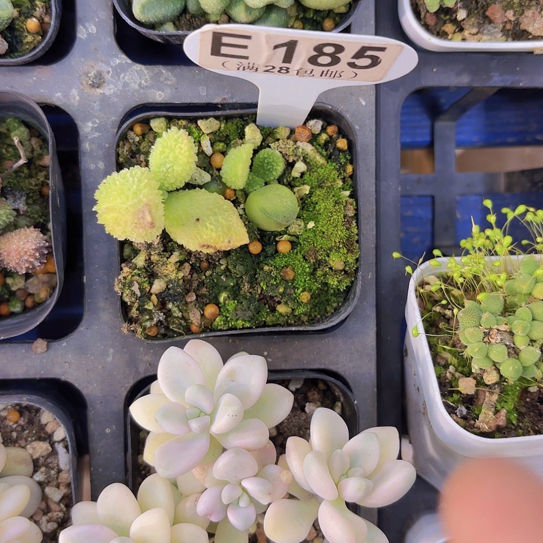 E185朱子语一物一拍