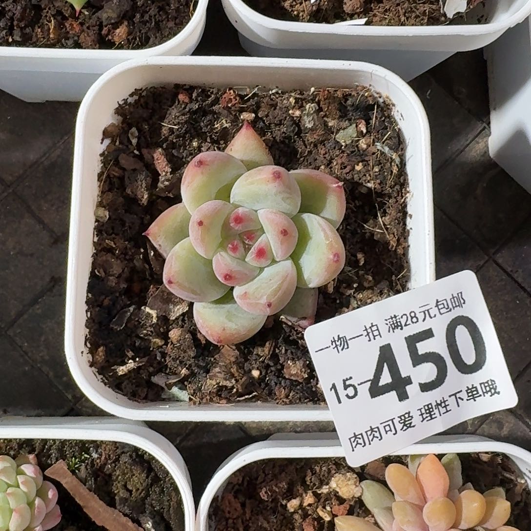 祖母绿无盆土发货无