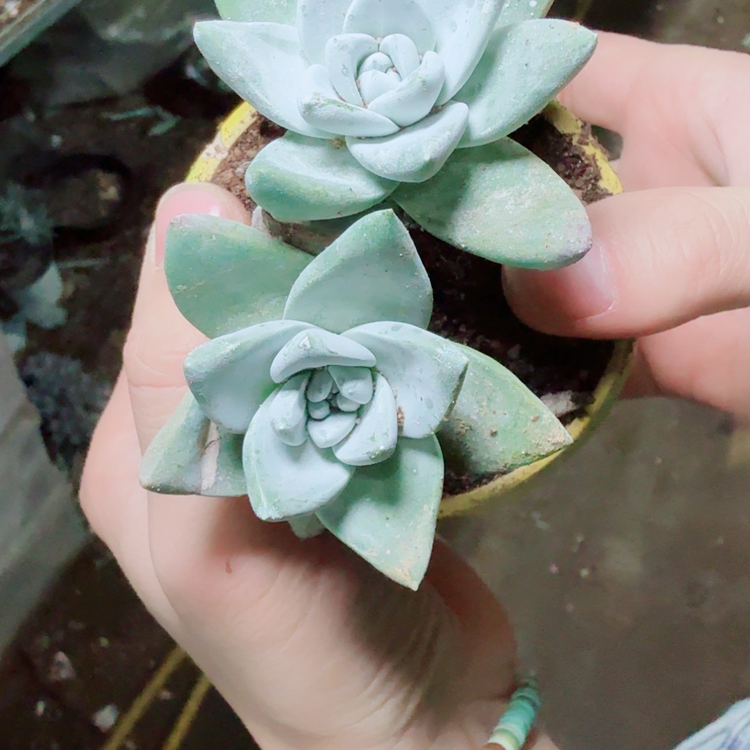 2896墨西哥苹果叶多肉