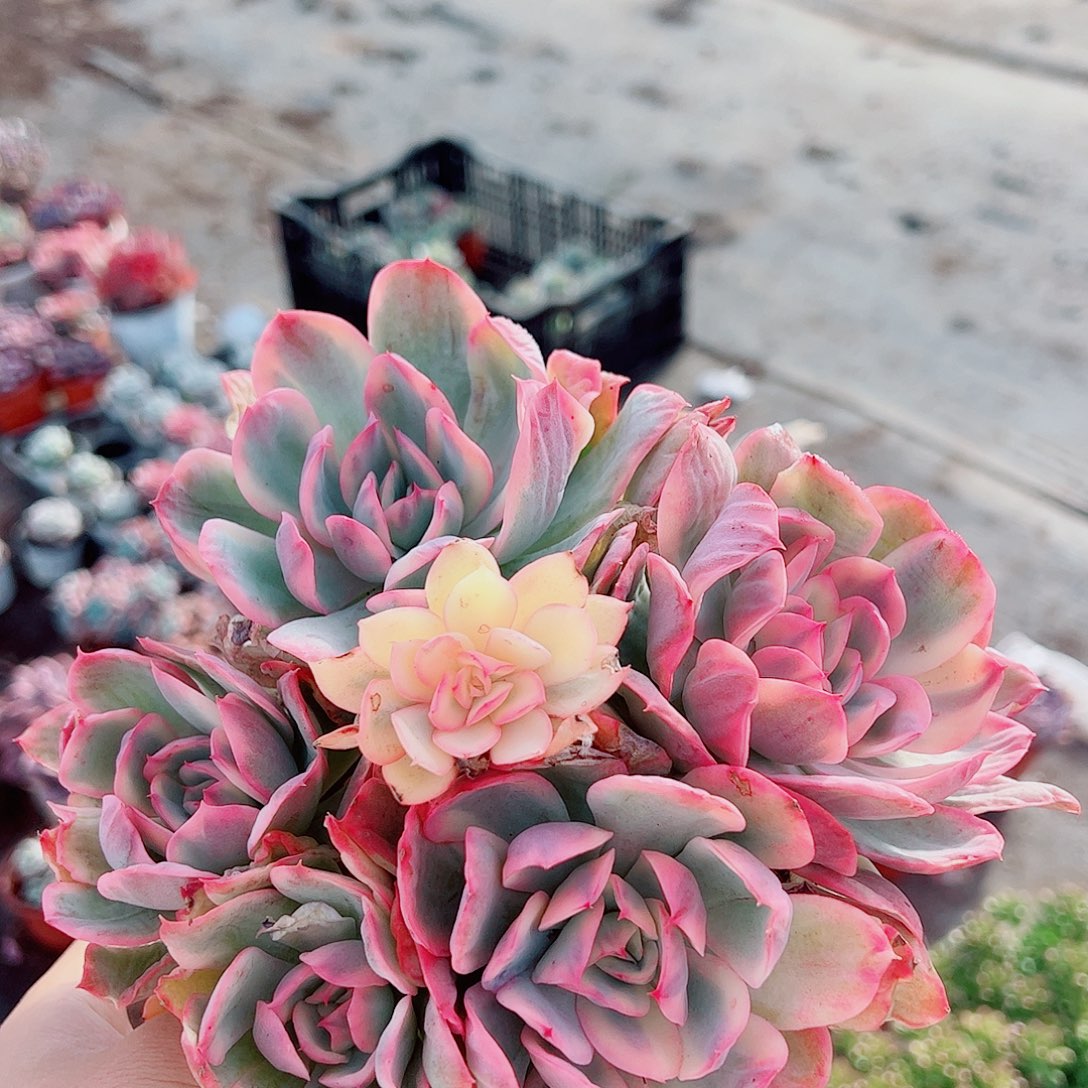 绮罗仙子锦多头群生