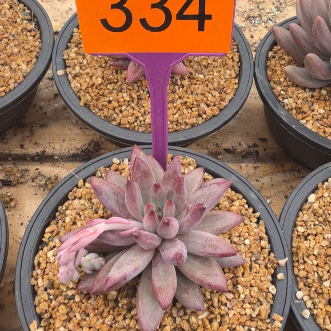 多肉植物虞美人334