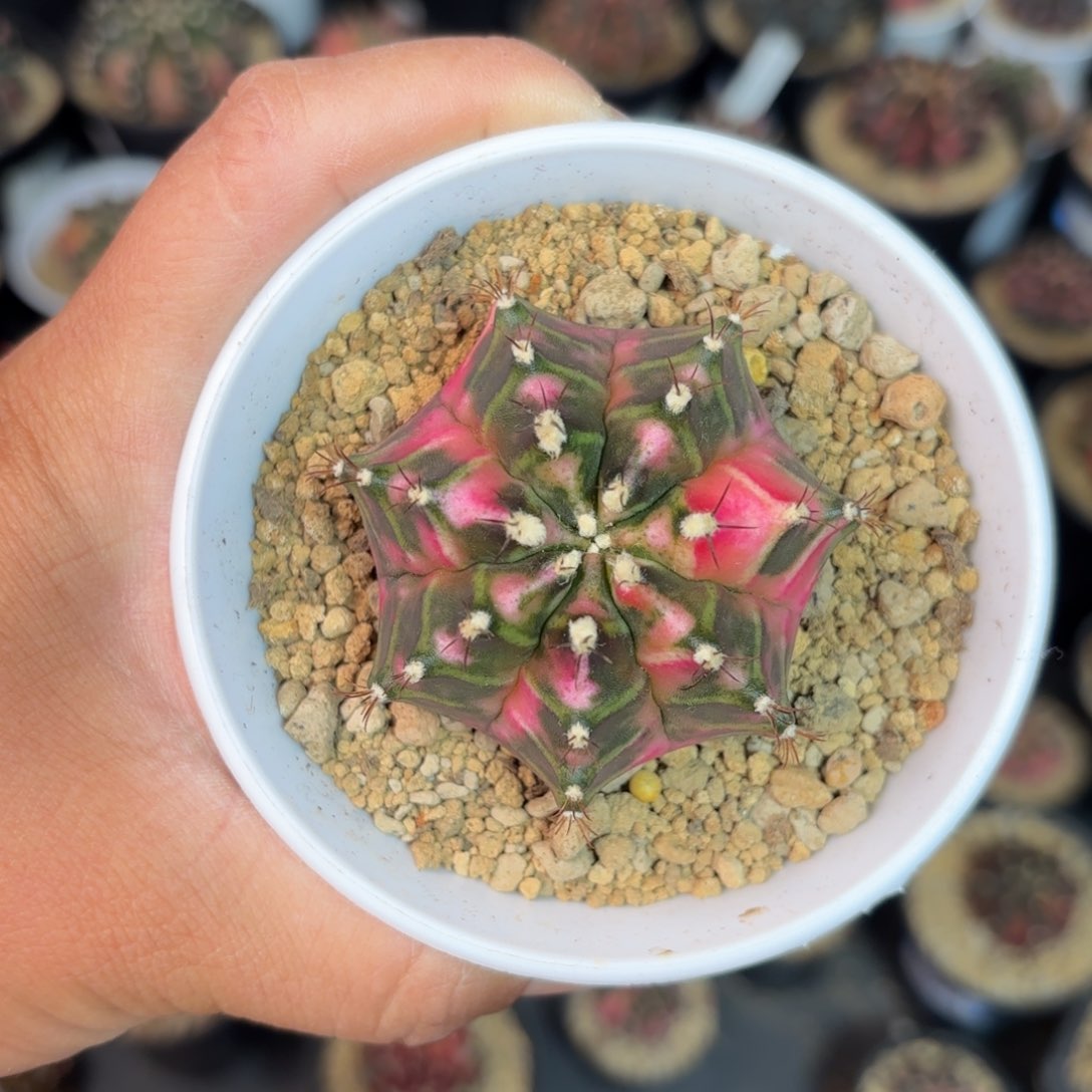 泰系实生米哈仙人球280