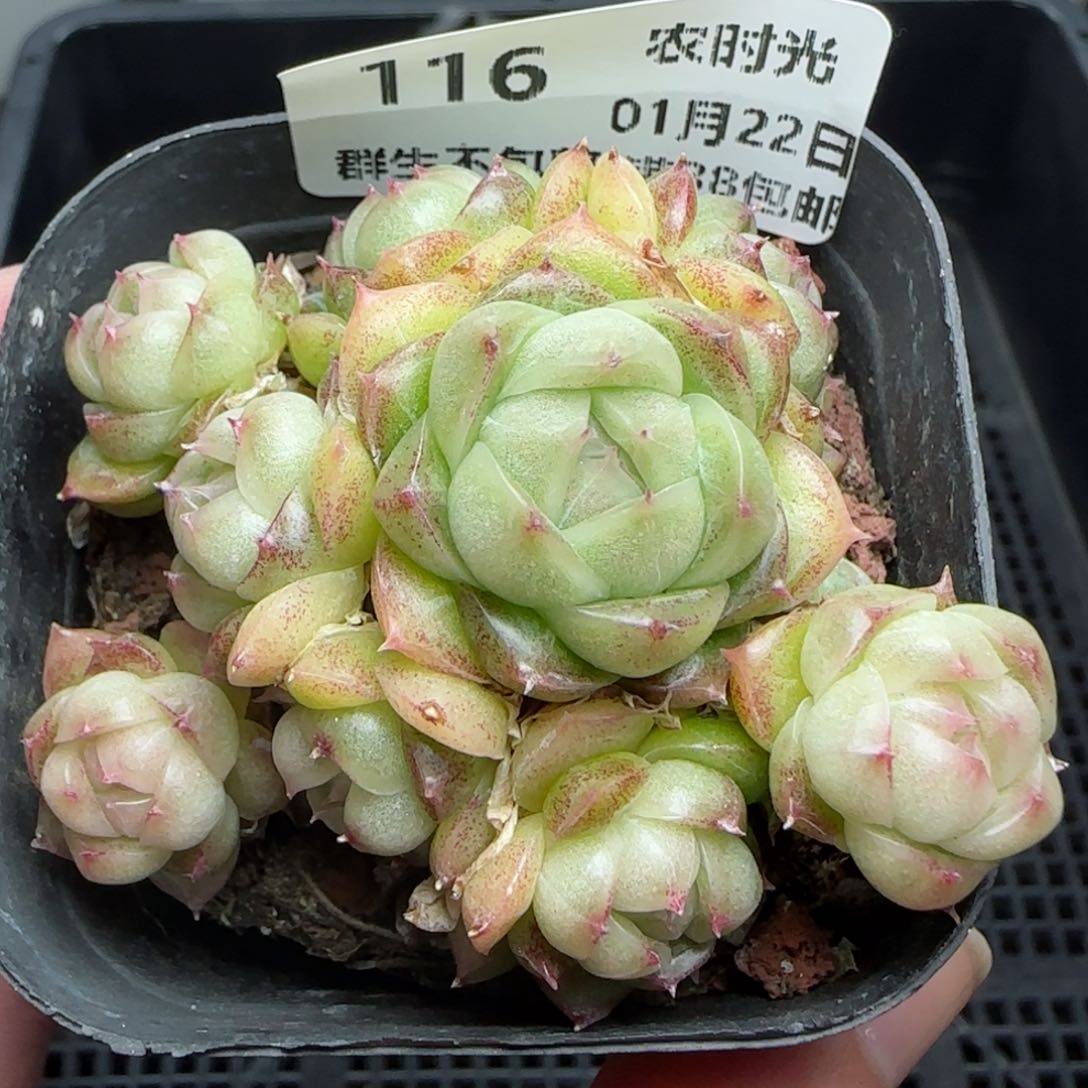 0122-116麦秆包子