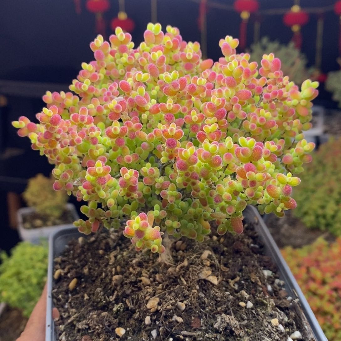 d64号蜜橘糖球枝干