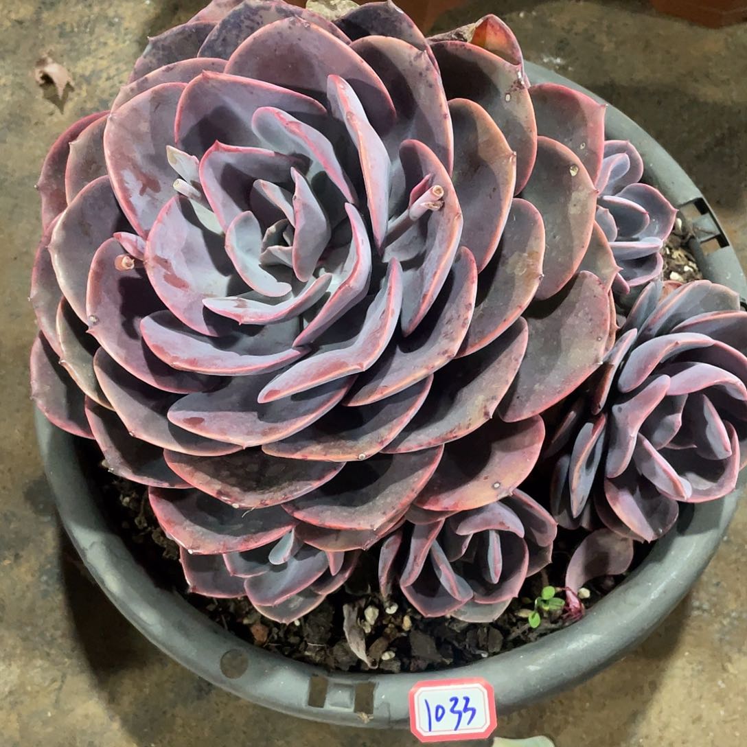 尘埃玫瑰1033 晓晓一物一拍