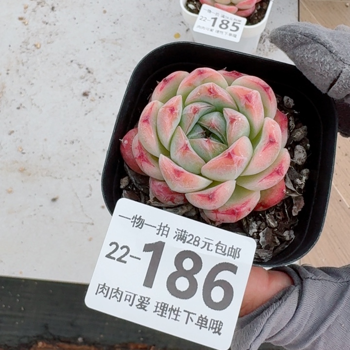 摩根多肉无盆土发货多肉无