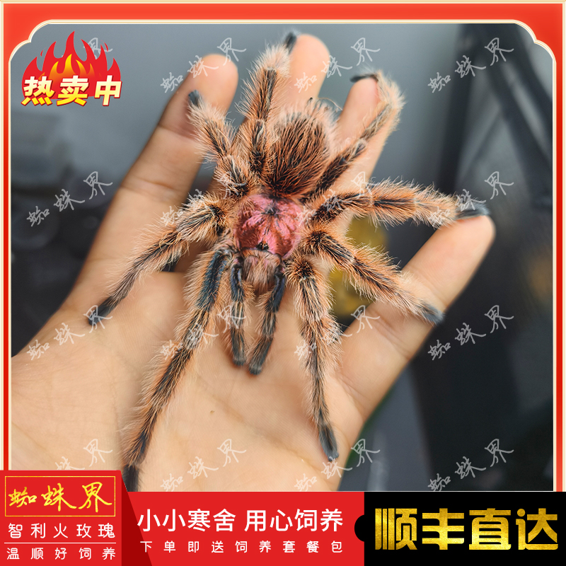 智利火玫瑰活体宠物蜘蛛网红宠物温顺
