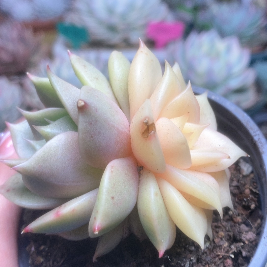 035贝加尔湖锦锦锦锦锦锦