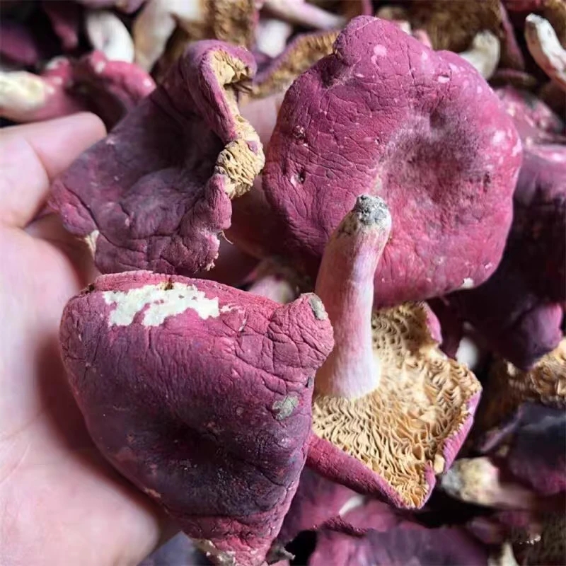 云南高原山货 红菌 卤蛋甄选