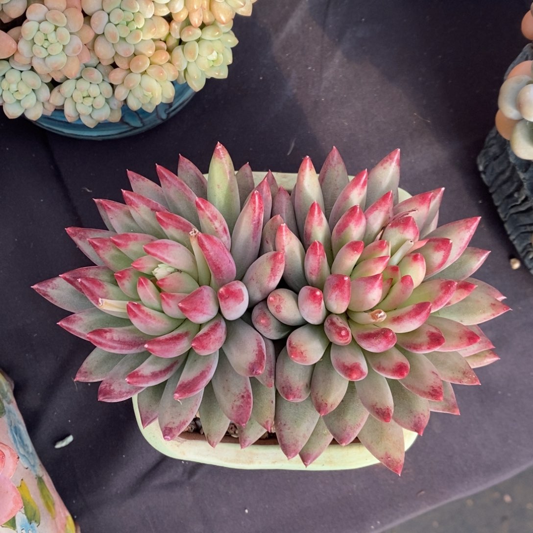 二代虞美人 一物一拍 