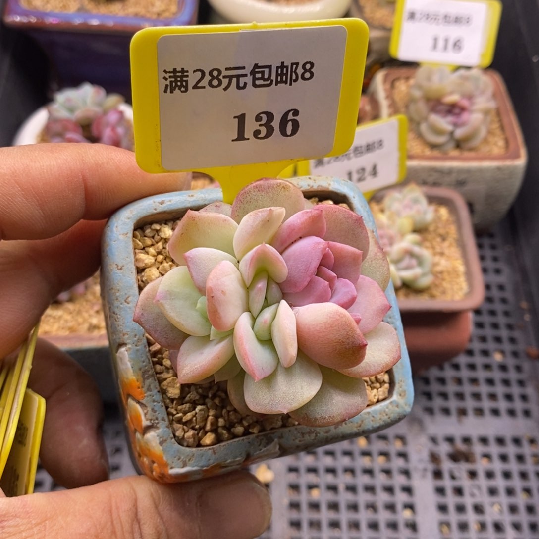 8136糖心石化锦群多肉