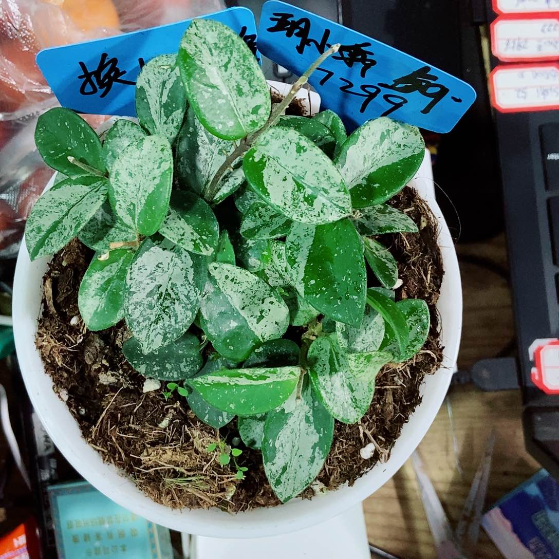 玥***乖完全开放高斑杂匍一物一拍