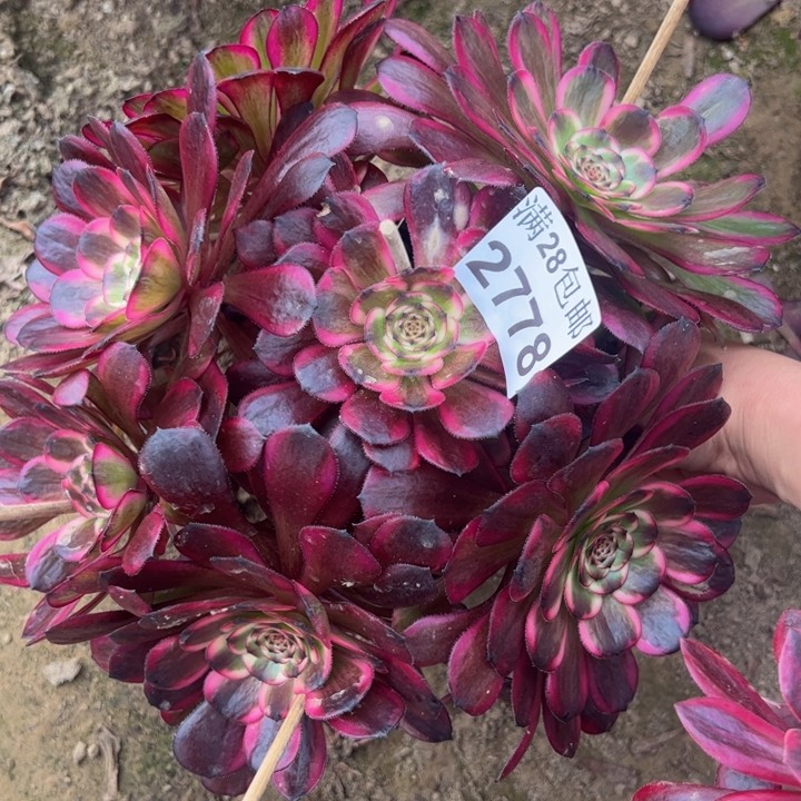 2778红金刚多肉植物