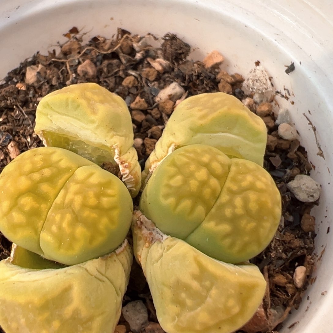 23多肉植物百科知识