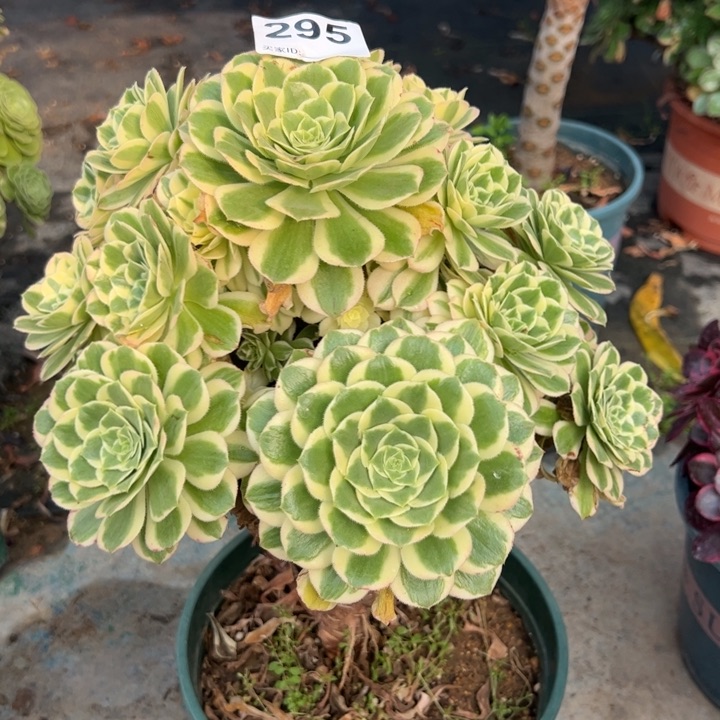 295碧玉25厘米左右