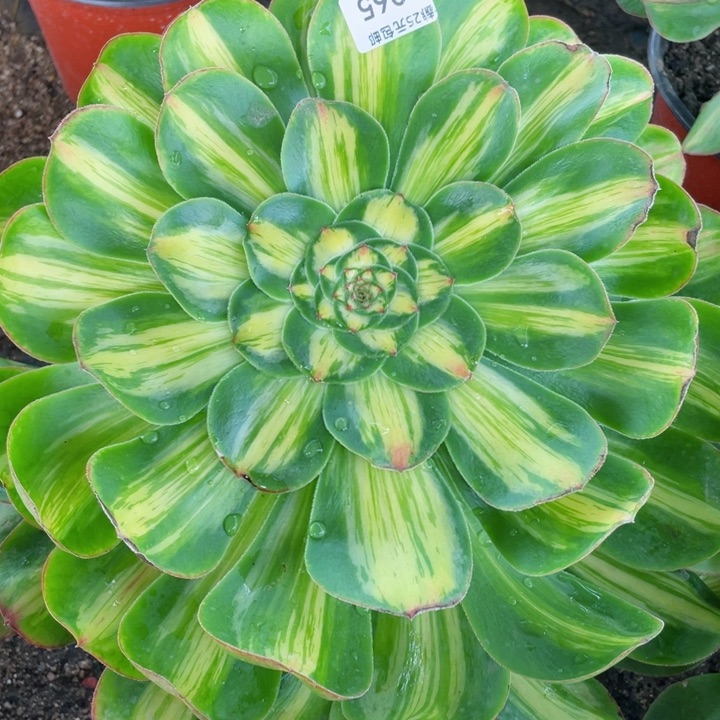 65暴君多肉12345678