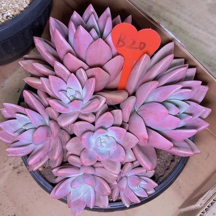 希***来初音一物一拍B20