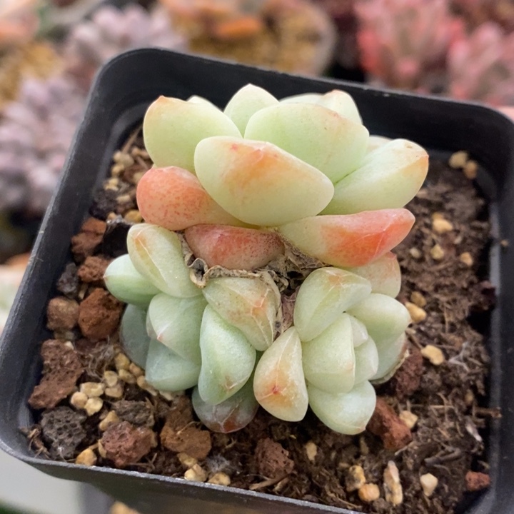 多肉乐园精品冰玉