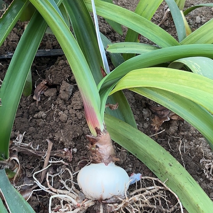 紫***仙无花朵樱桃包对版6314