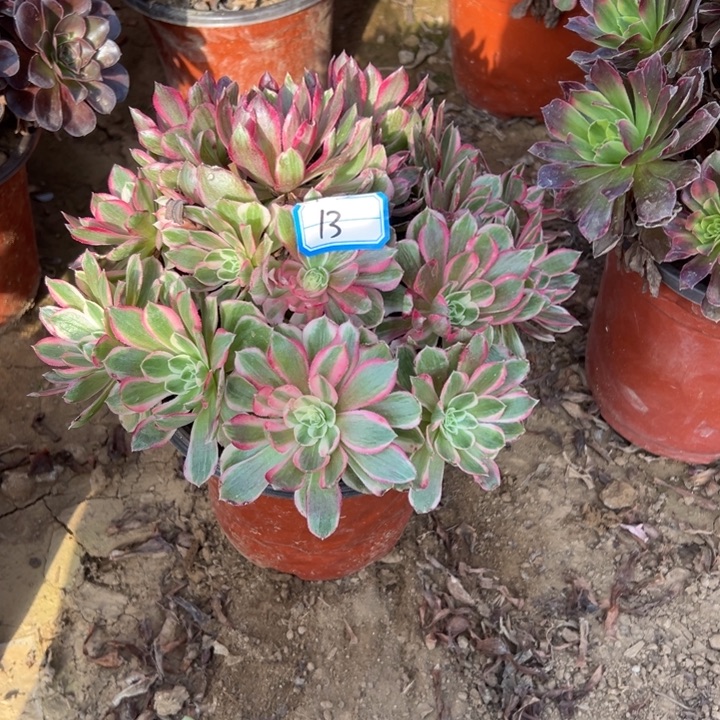 亦***财多肉植物孔雀灵法师13