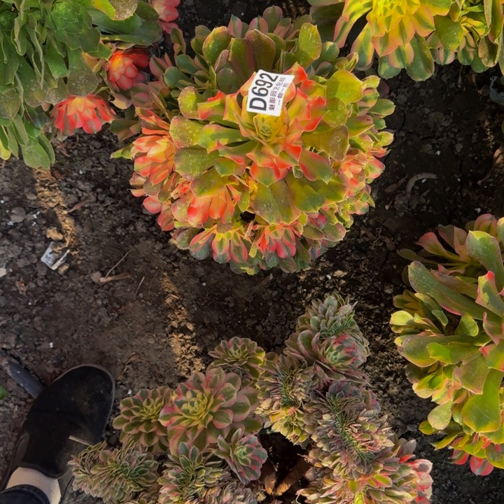 香妃花30-29包邮花花