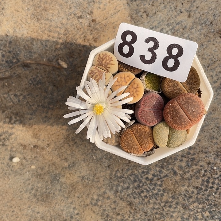 ?****风生石花一盒838.