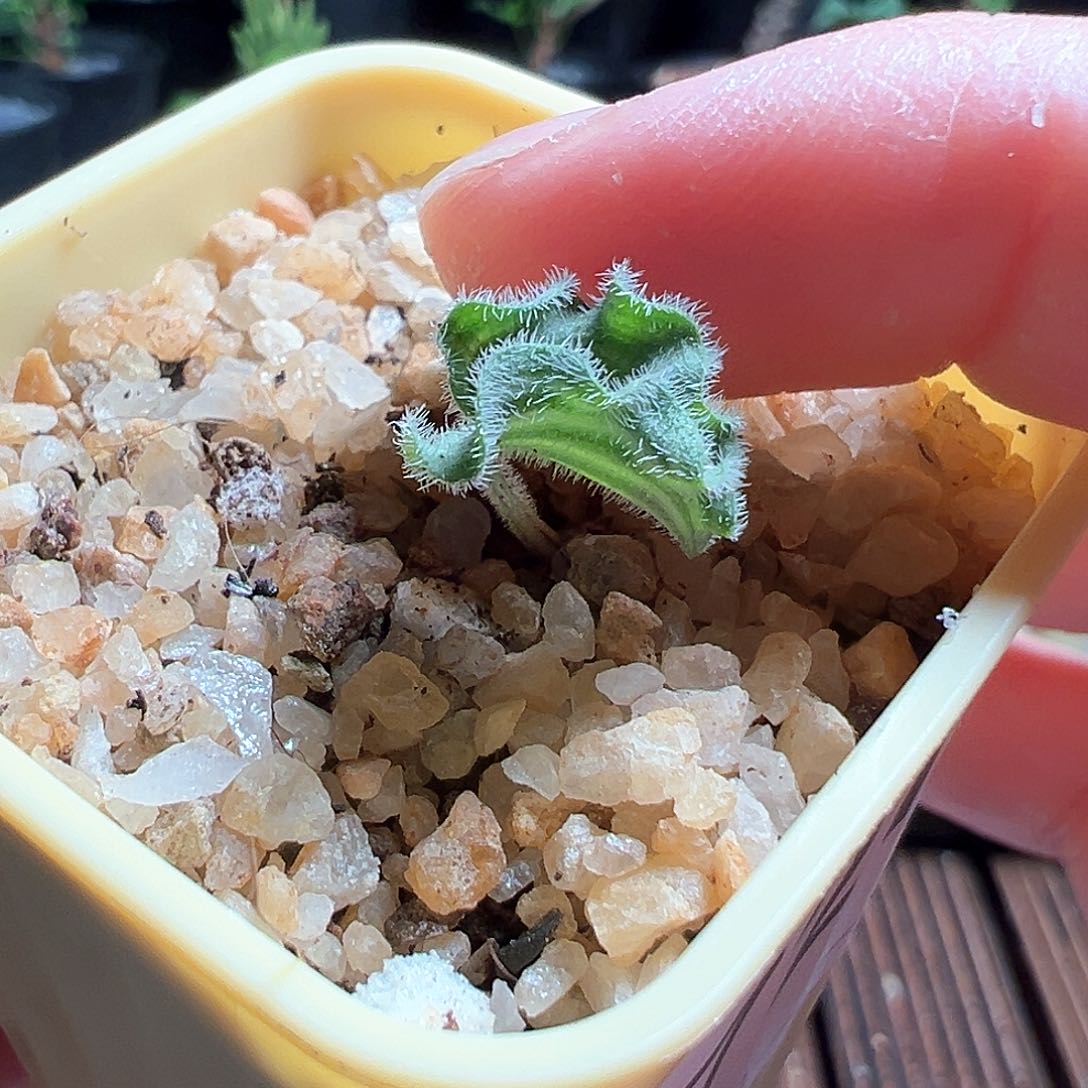 波动雾冰玉带盆发货